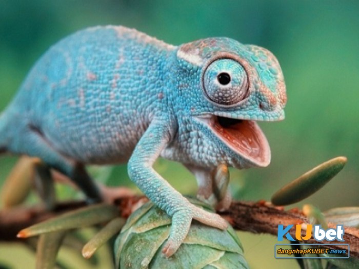 mơ thấy tắc kè kêu mơ thấy tắc kè kêu