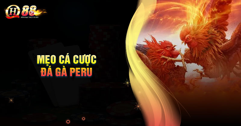 meo-ca-cuoc-da-ga-peru-qh88-de-an-tien